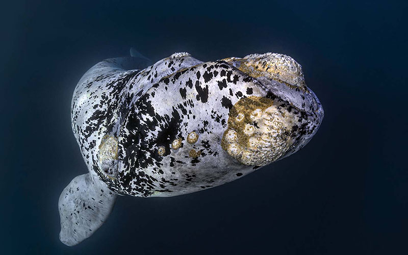 SouthernRightWhales 02 Patagonia 2022 5560