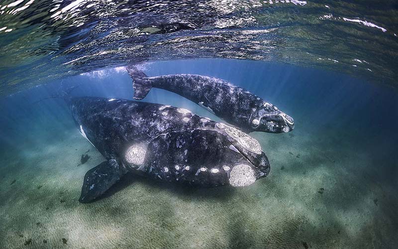 SouthernRightWhales 04 1971