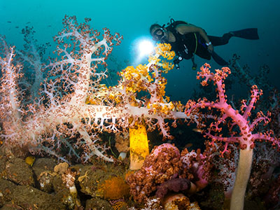 Underwater scene 2
