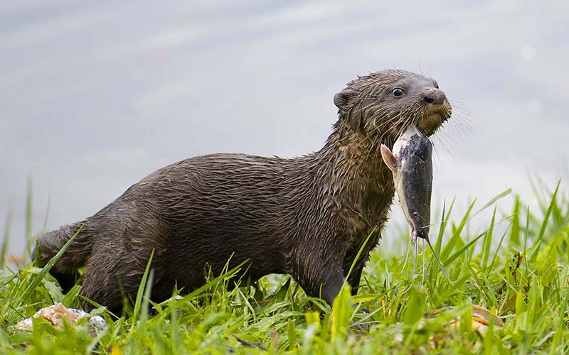 otters 01 DSC3857 KLu